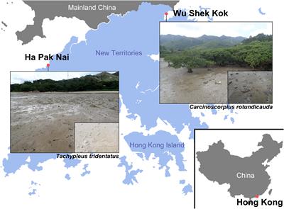 DNA Metabarcoding Revealed Interspecific Dietary Difference and Prey Selectivity in Juvenile Horseshoe Crabs Carcinoscorpius rotundicauda and Tachypleus tridentatus From Hong Kong